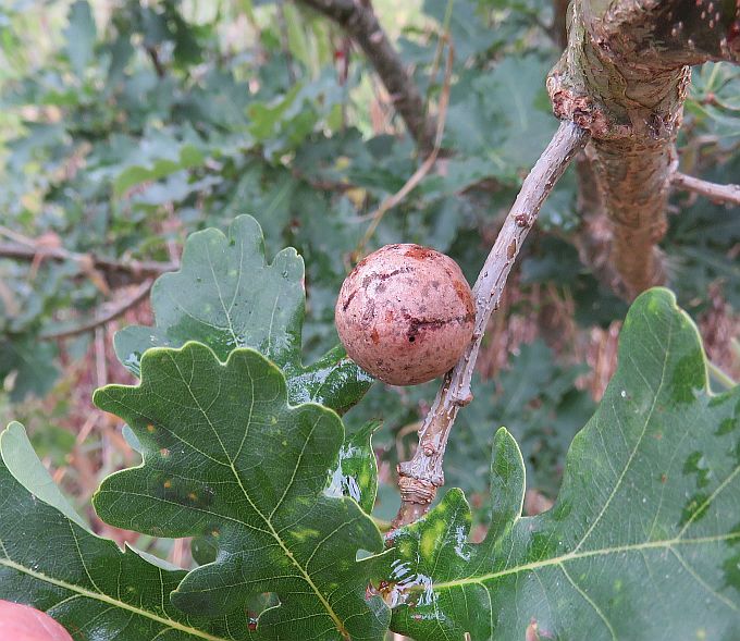 Marble Gall Gall